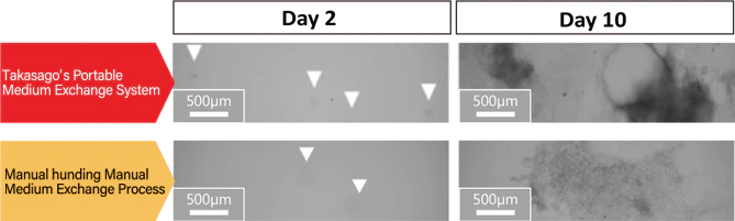 Embryoid Bodies (EB) of mouse iPS cells